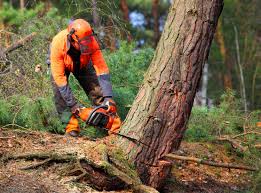 Best Tree Mulching  in China Lake Acres, CA